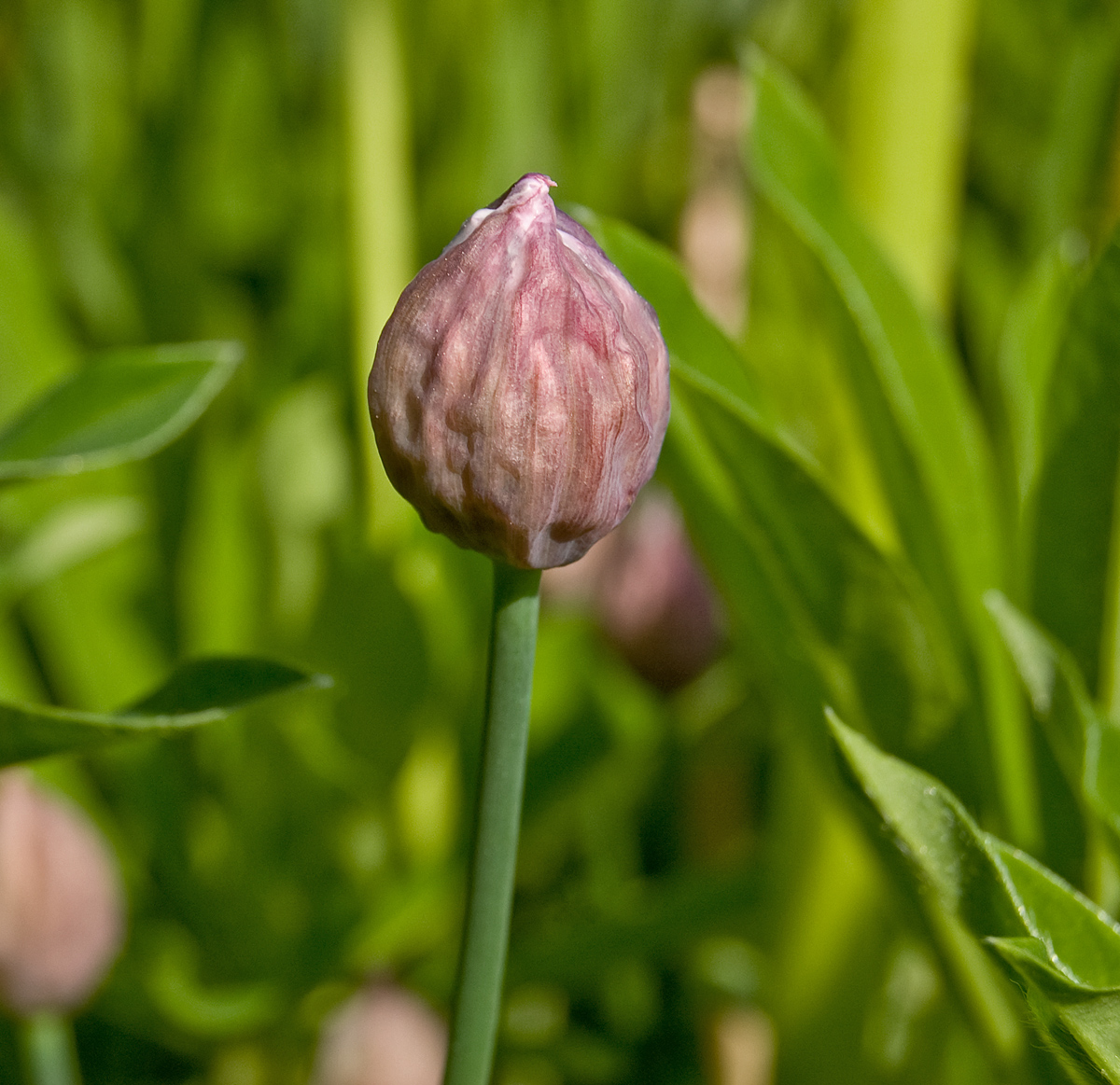 Image of Allium schoenoprasum specimen.