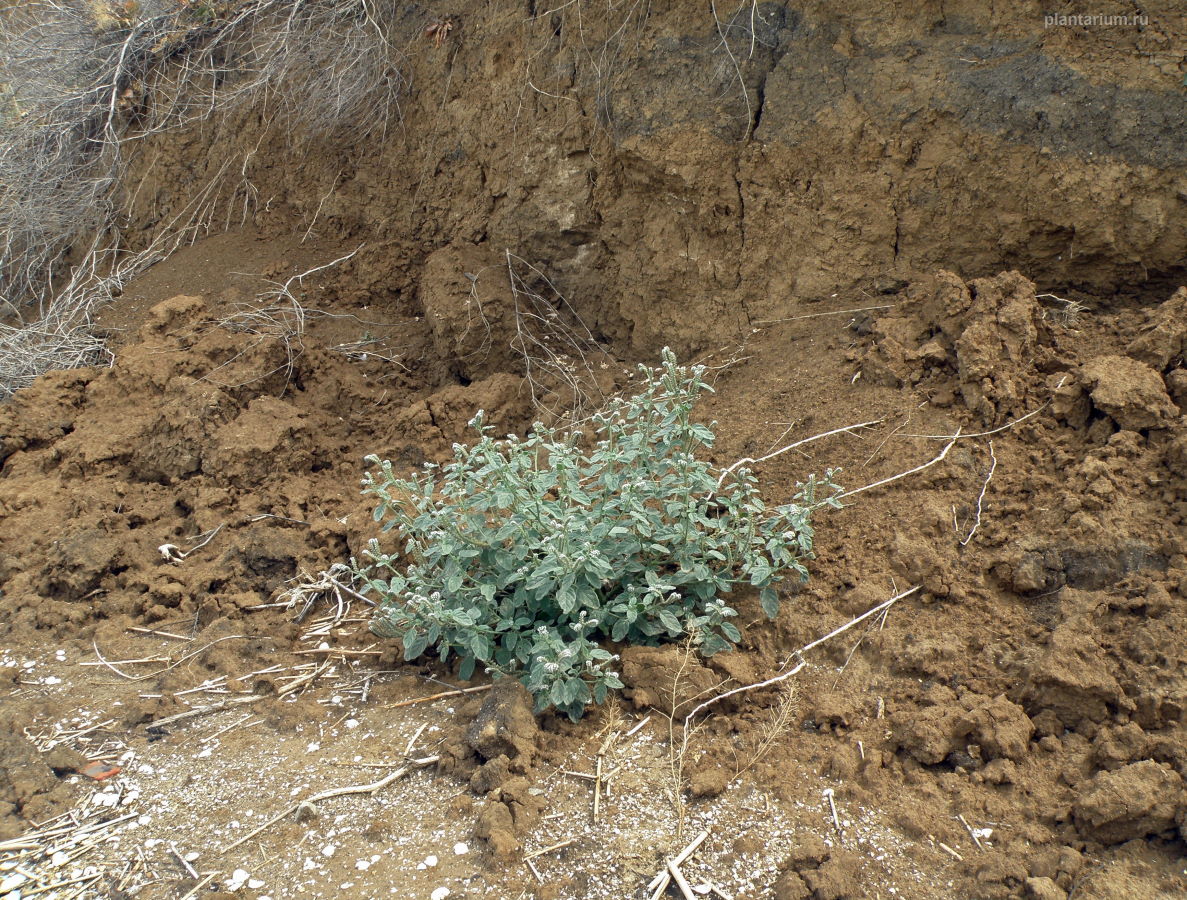 Image of Heliotropium europaeum specimen.