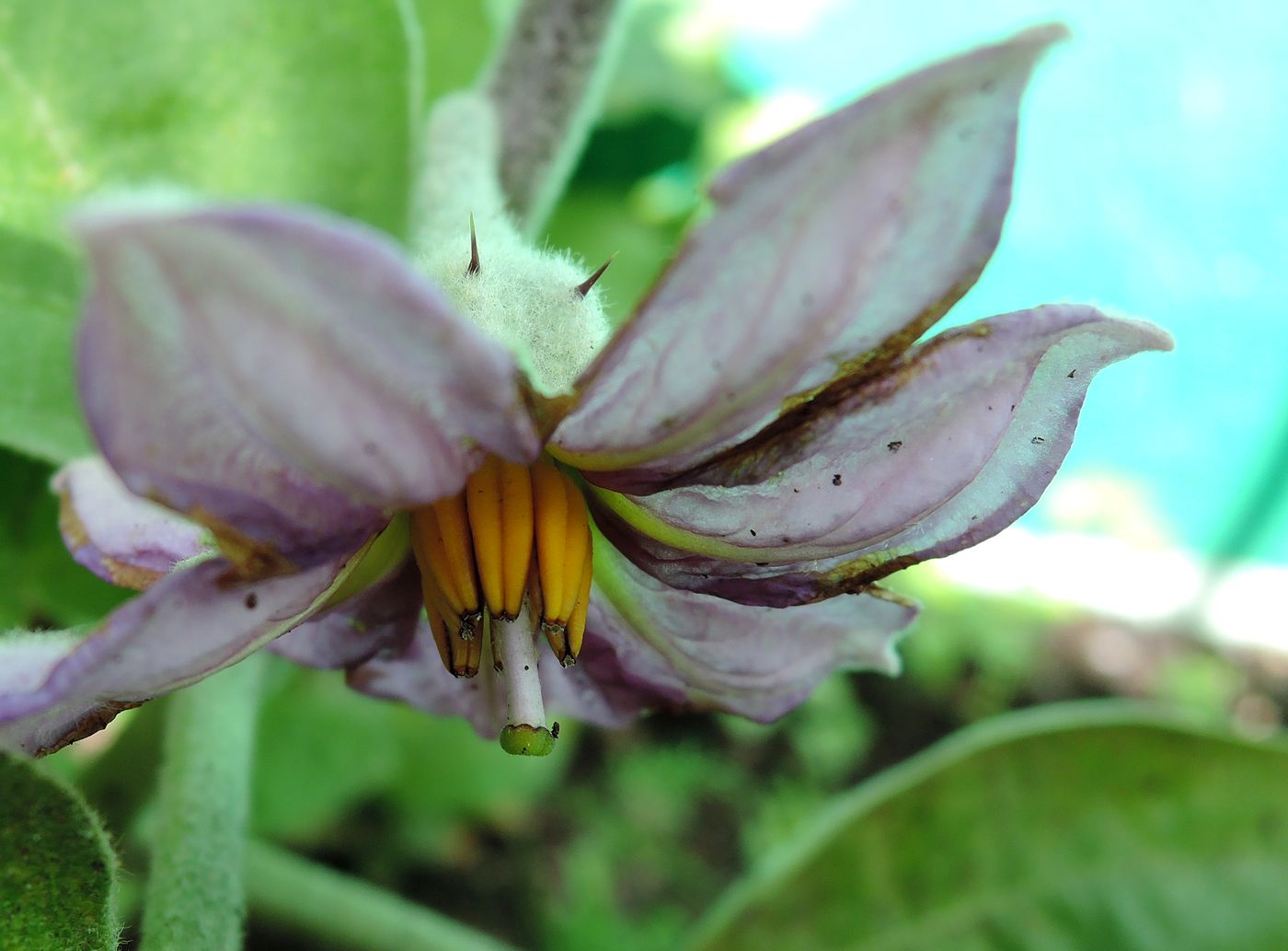 Image of Solanum melongena specimen.