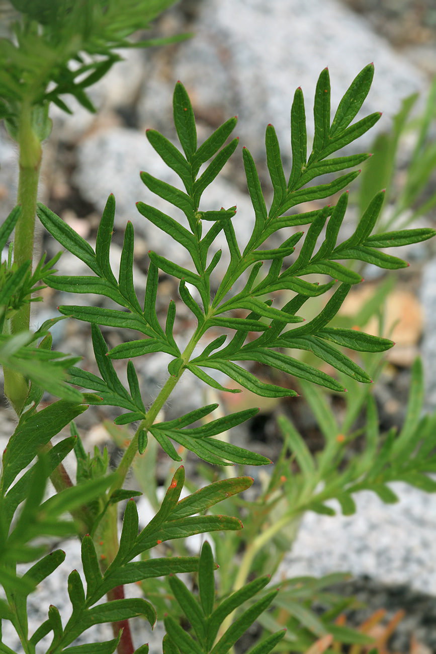 Изображение особи Potentilla tergemina.