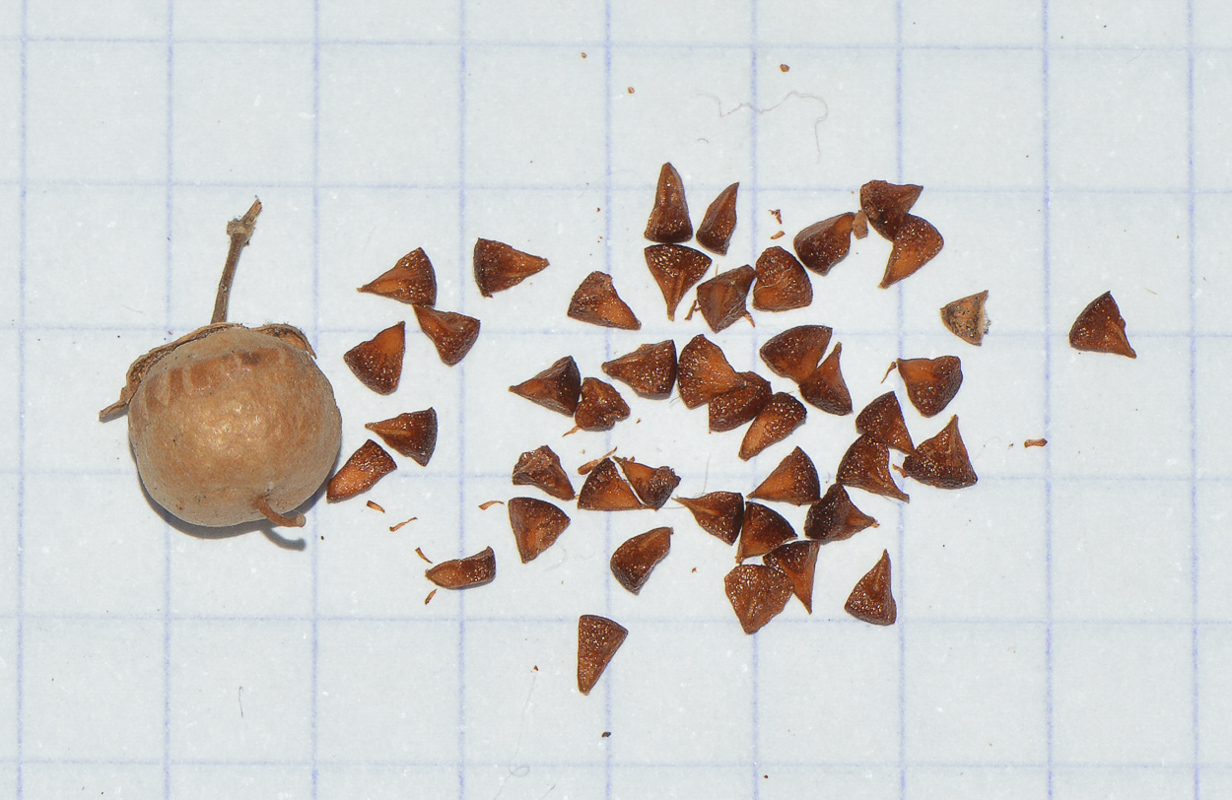 Image of Lawsonia inermis specimen.