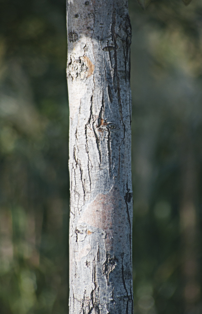 Image of genus Crataegus specimen.