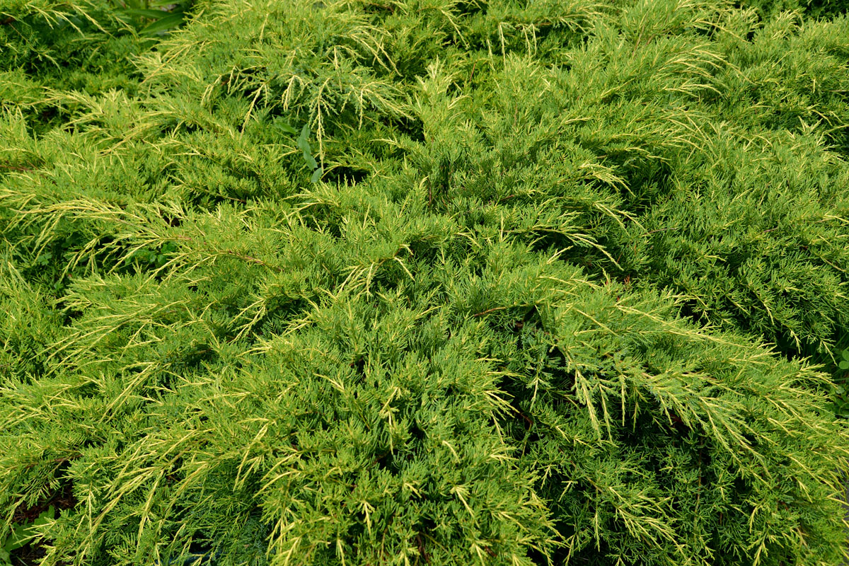 Можжевельник казацкий Juniperus Sabina l.