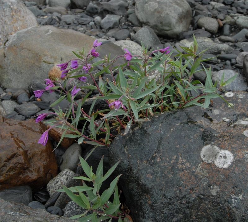 Image of Chamaenerion latifolium specimen.