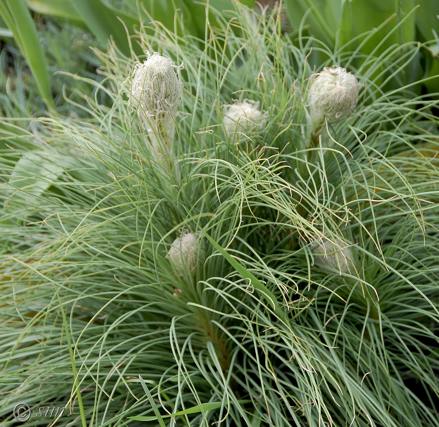 Image of Asphodeline taurica specimen.