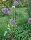 genus Allium