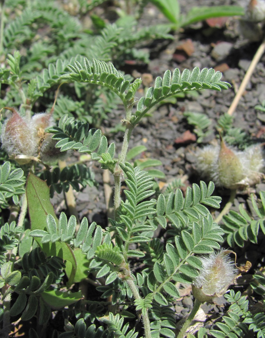 Изображение особи Astragalus lasioglottis.