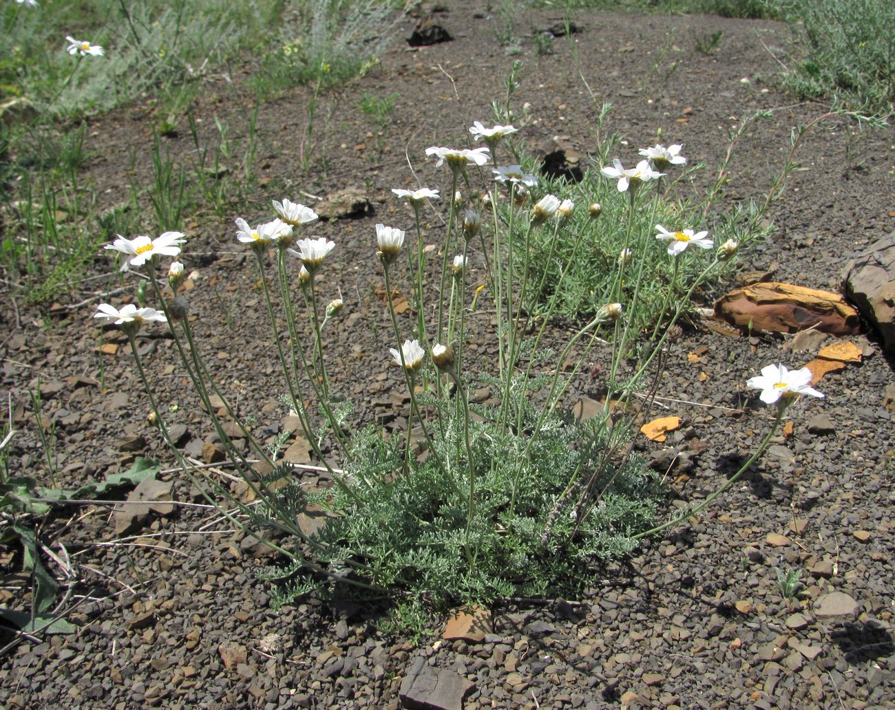 Image of Anthemis fruticulosa specimen.