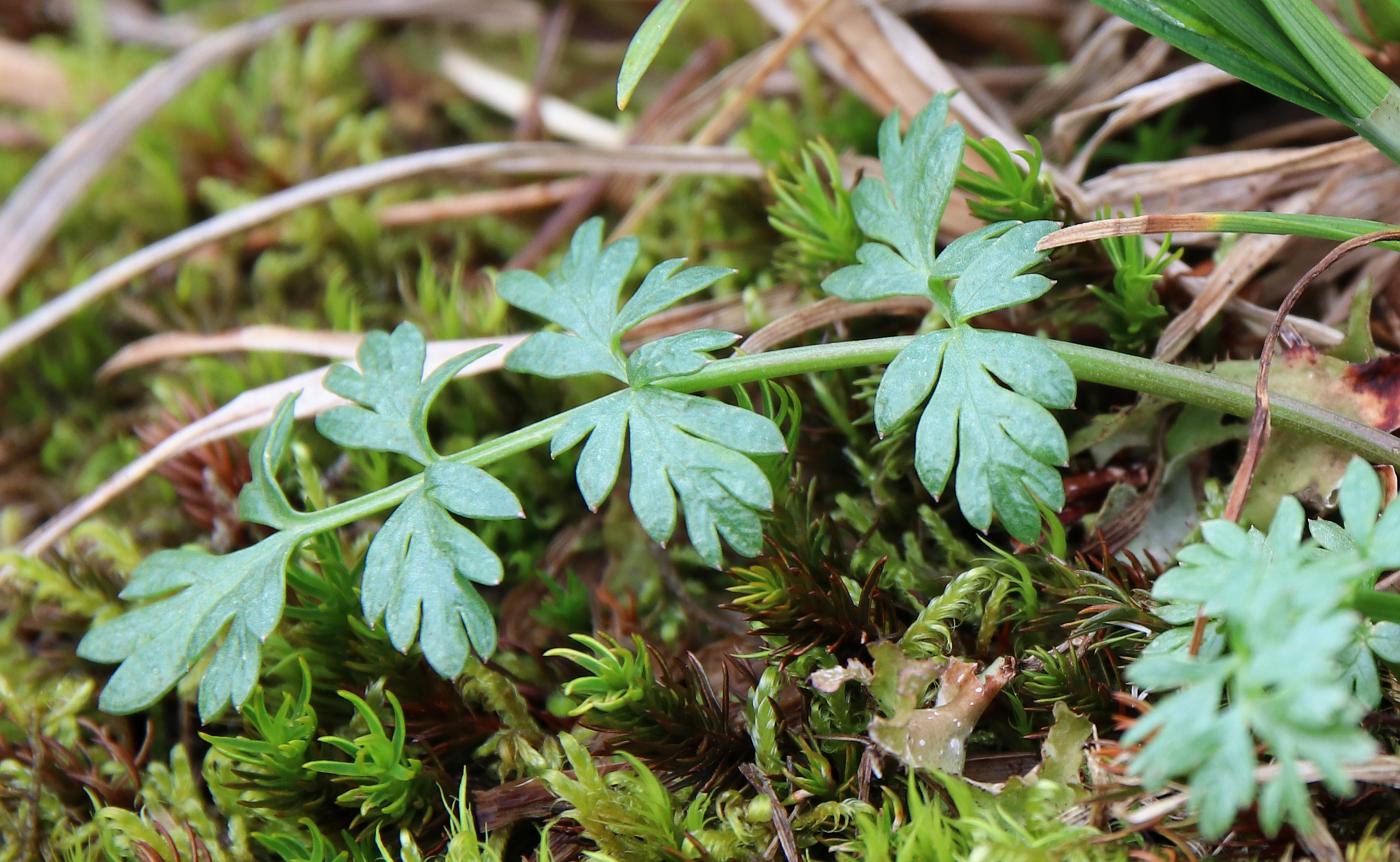 Image of Pachypleurum alpinum specimen.