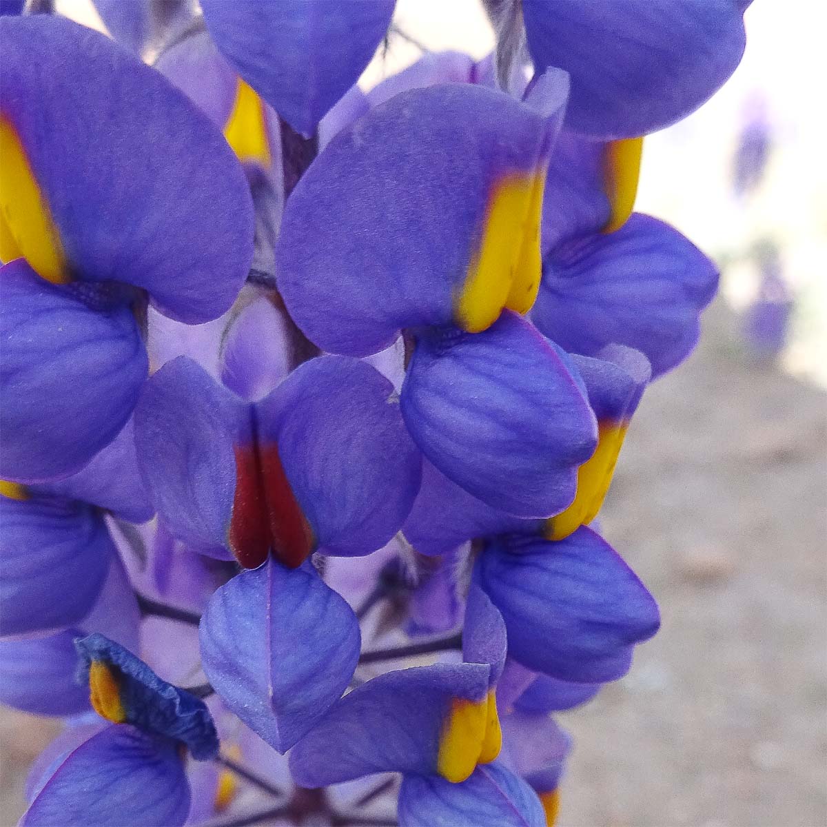 Изображение особи Lupinus oreophilus.