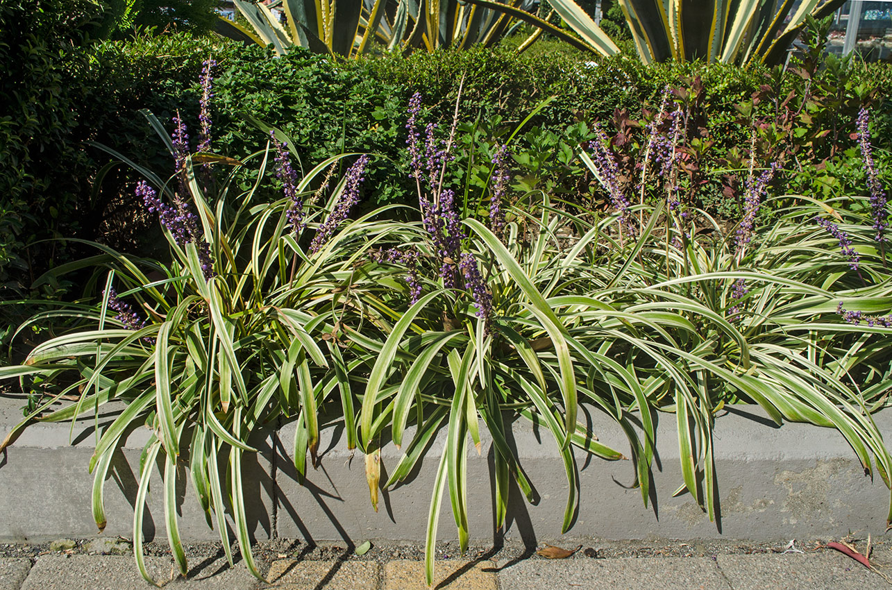 Изображение особи Liriope muscari.