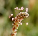 Plantago albicans. Верхушка соцветия. Египет, мухафаза Матрух, между городами Эль-Дабаа и Фука, посадка инжира. 23.04.2019.