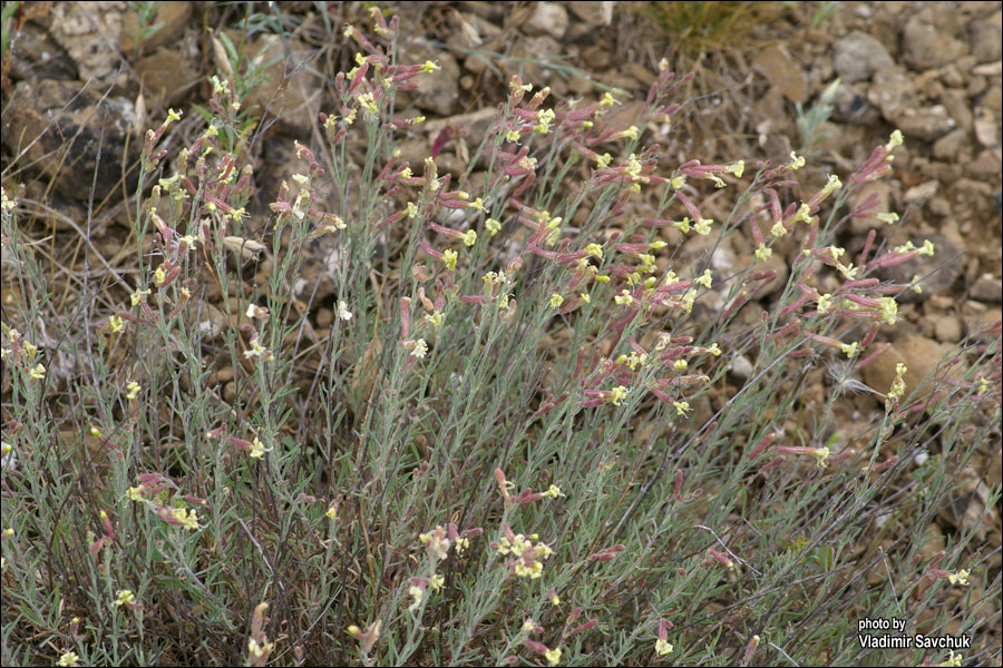 Image of Silene syreistschikowii specimen.