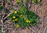 Potentilla biflora. Цветущее растение. Алтай, Кош-Агачский р-н, долина р. Аккаллу-Озек, ≈ 2700 м н.у.м., горная тундра. 17.06.2019.