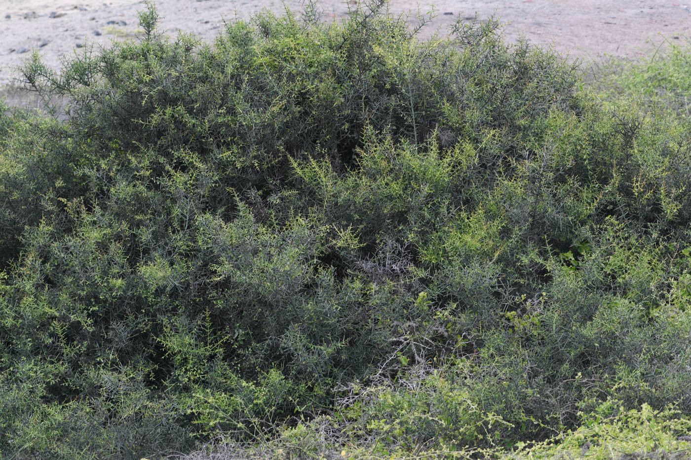 Image of Scutia spicata specimen.