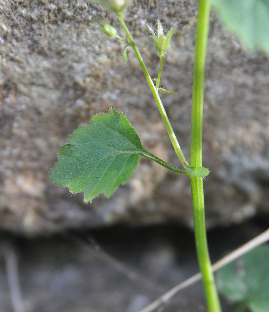 Image of genus Campanula specimen.