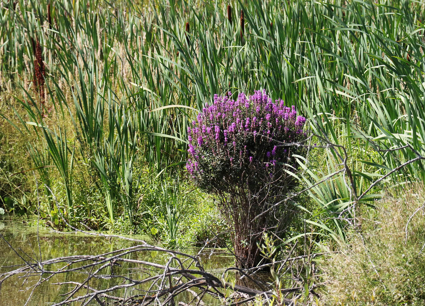 Image of Lythrum virgatum specimen.