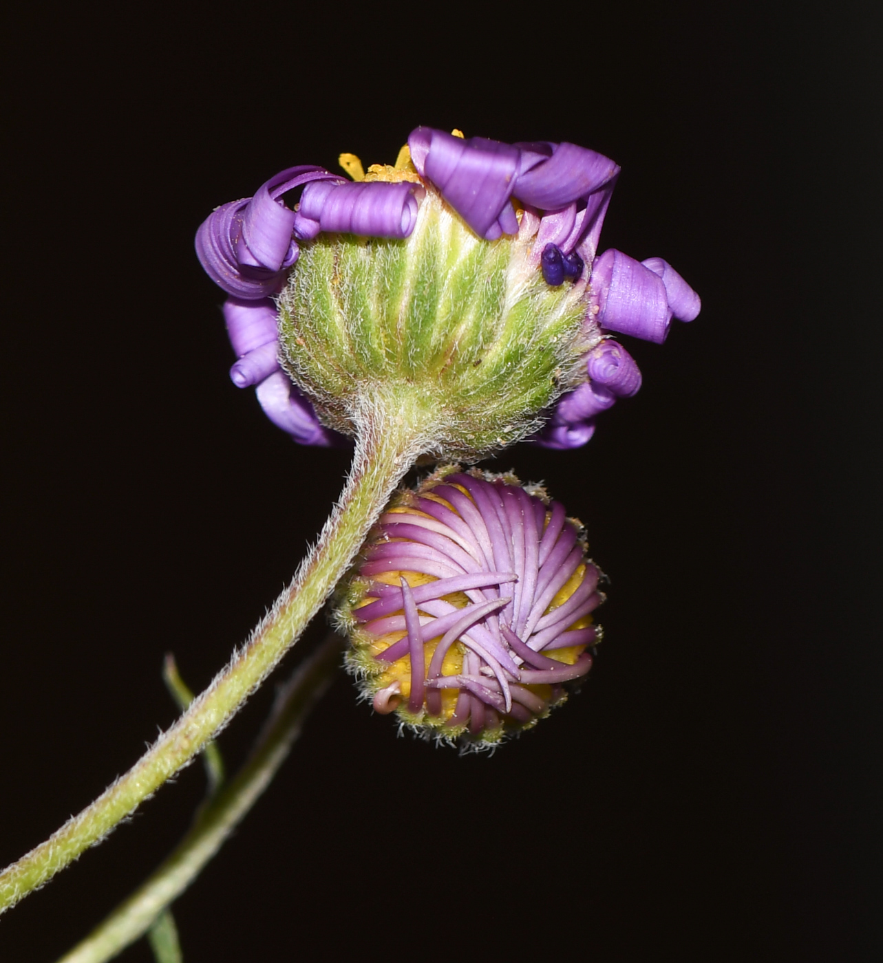 Image of Felicia australis specimen.