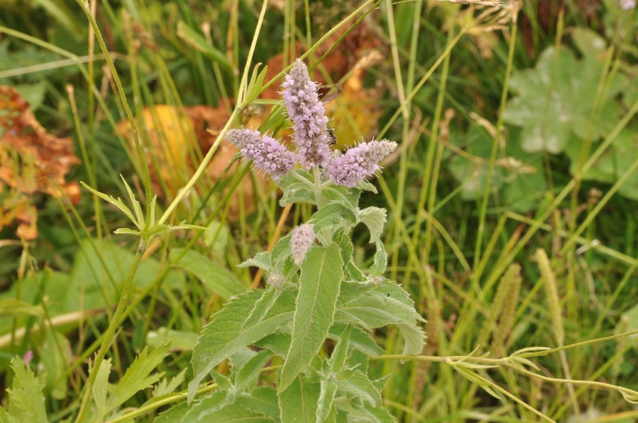 Image of Mentha longifolia specimen.