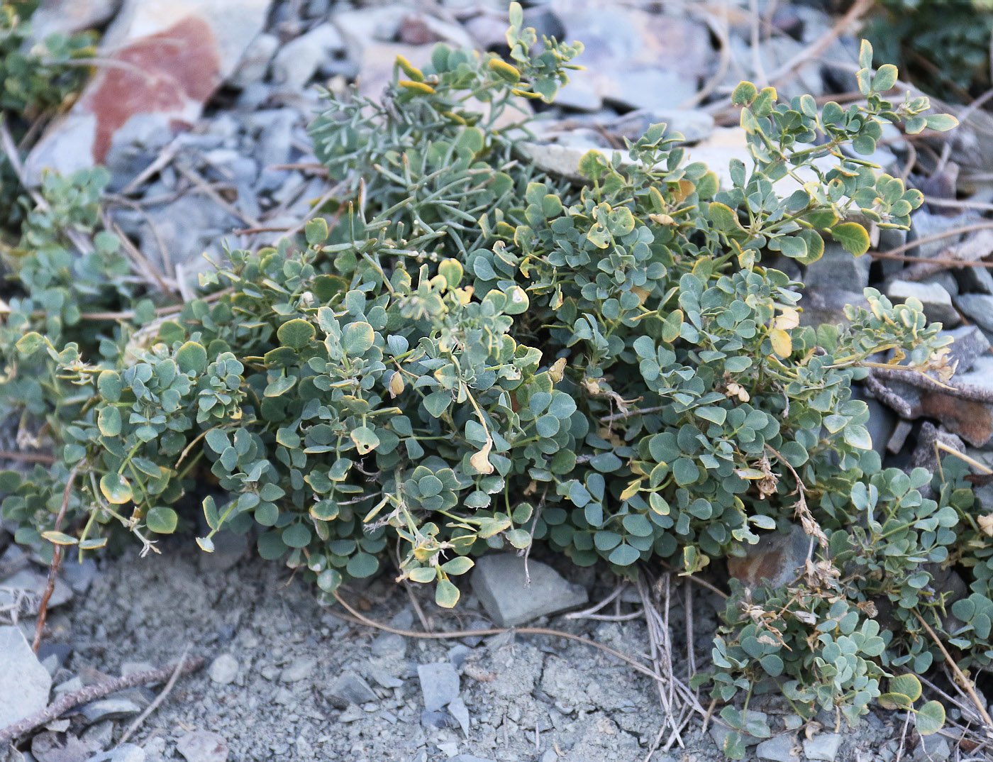 Изображение особи Melilotoides cretacea.