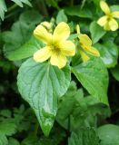 Viola acutifolia. Цветок и листья. Кыргызстан, Чуйская обл., Аламудунский р-н, Аламединское ущелье, окр. Теплого ключа, правобережный склон. 22.05.2019.