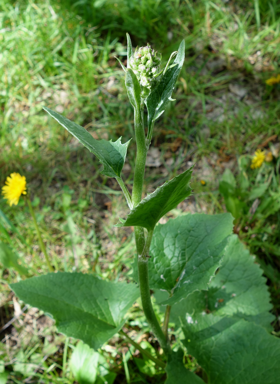 Изображение особи Ligularia thomsonii.