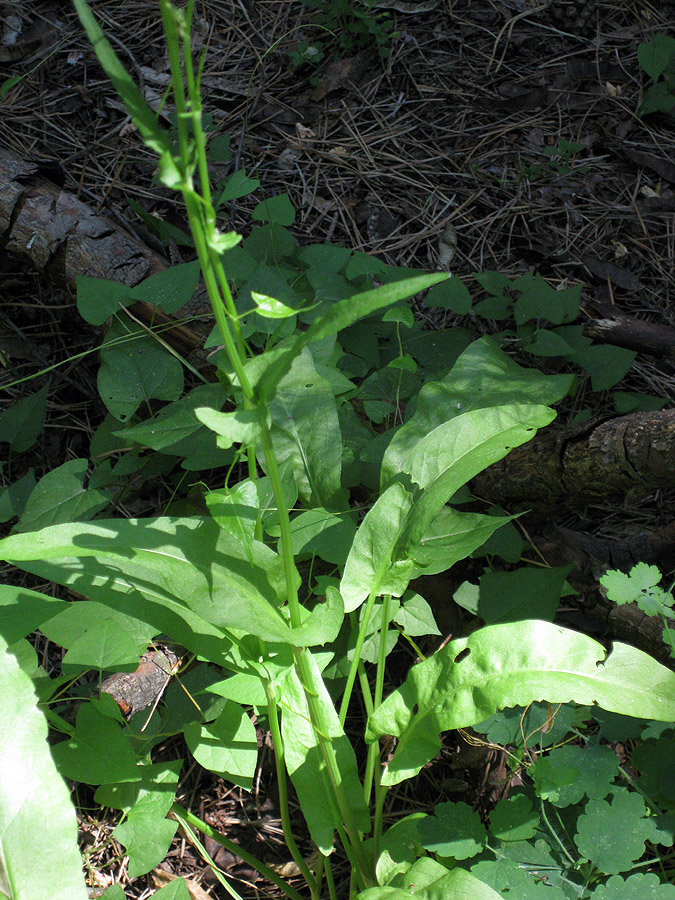 Image of Rumex thyrsiflorus specimen.