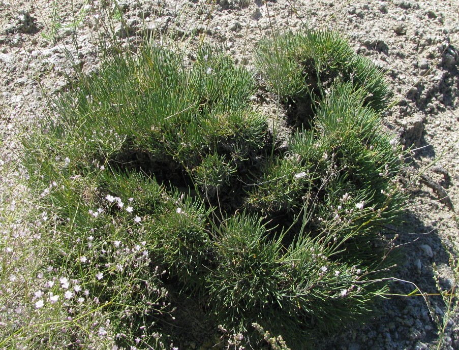 Изображение особи Gypsophila rupestris.