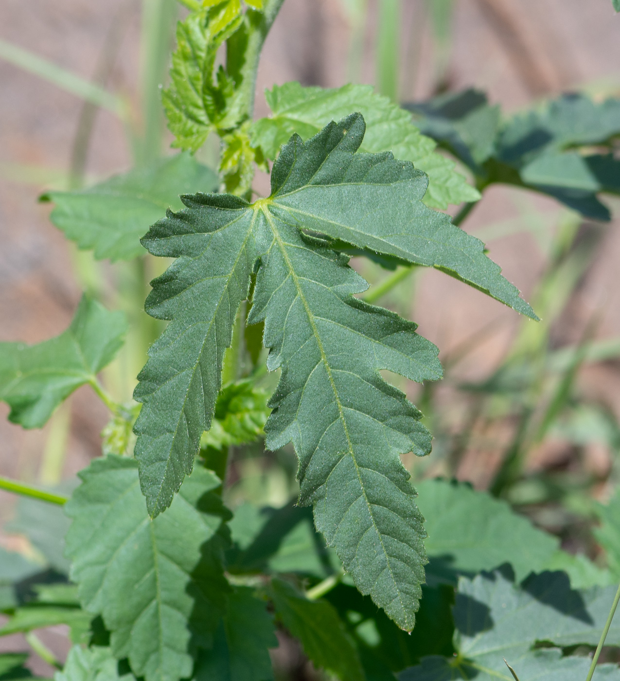 Image of Hibiscus fleckii specimen.