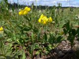 Lathyrus pratensis. Цветущее растение. Свердловская обл., окр. г. Североуральск, известняковая скала, южная сторона. 26.06.2010.