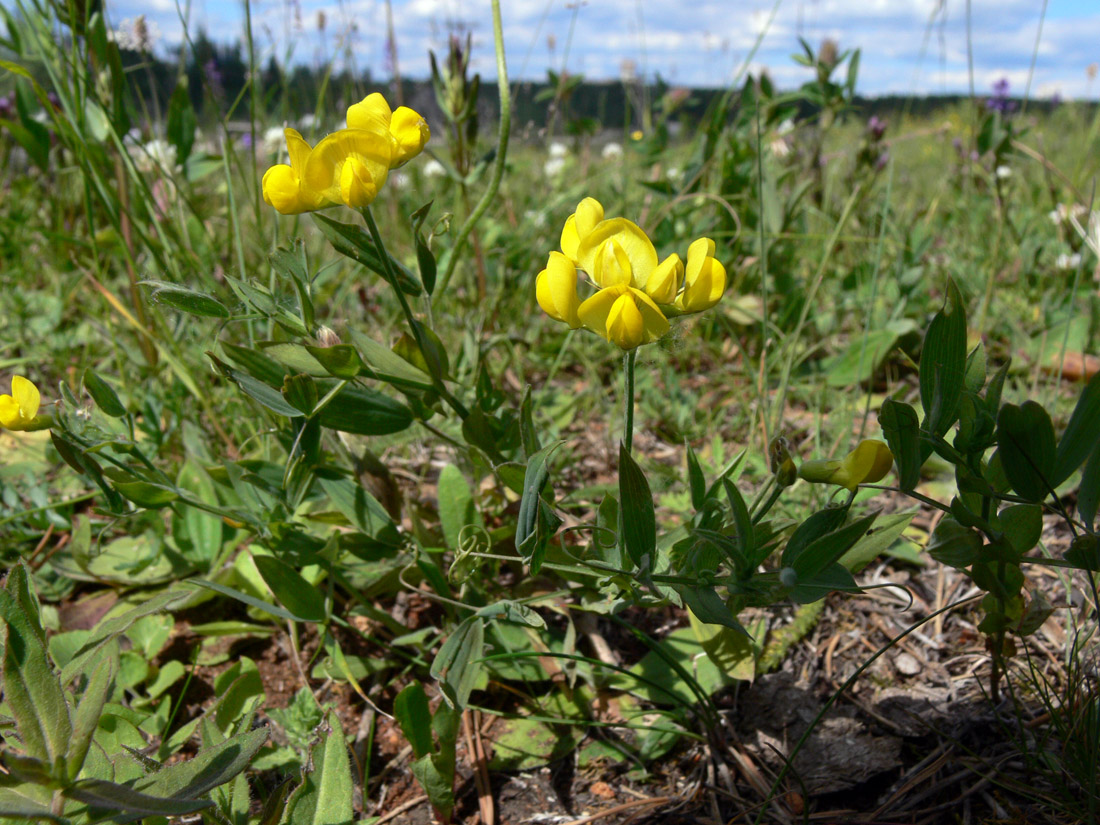 Image of Lathyrus pratensis specimen.