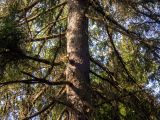 Picea abies. Часть кроны взрослого дерева с сидящей белкой (Sciurus vulgaris). Московская обл., Талдомский р-н, окр. пос. Вербилки, пойма р. Якоть, возле дороги в смешанном лесу (с преобладанием сосны, берёзы и ели). 06.10.2020.