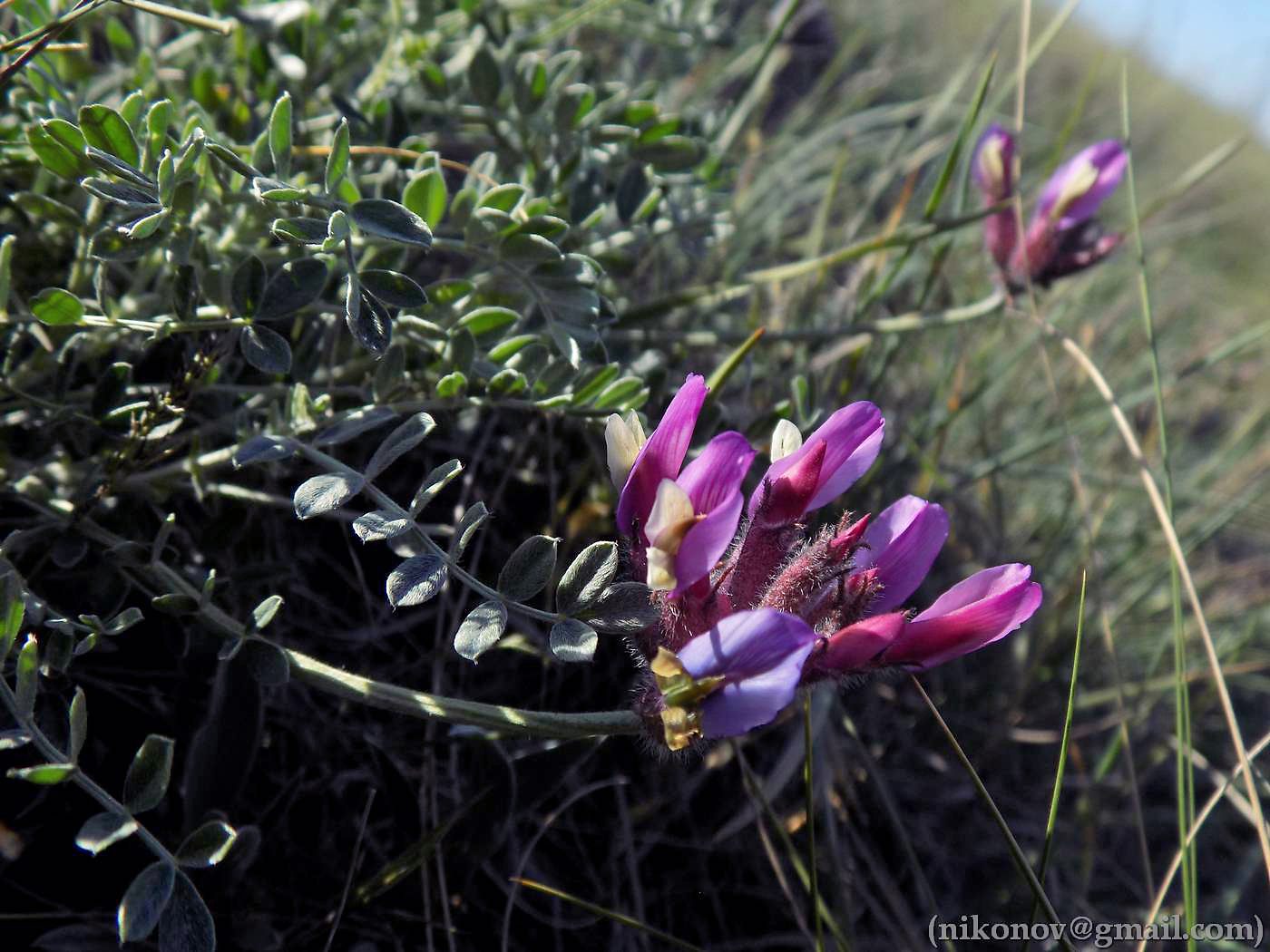 Image of Astragalus vesicarius var. albidus specimen.