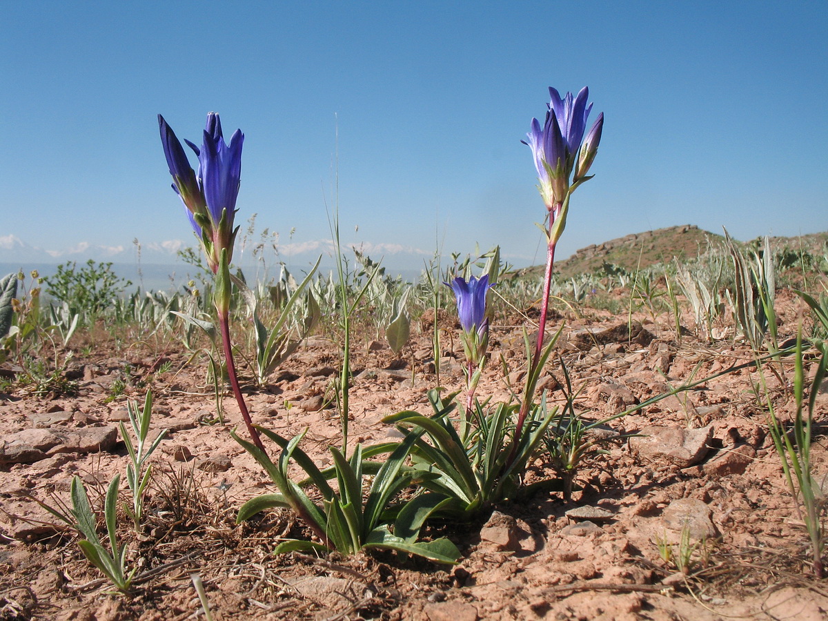 Image of Gentiana olivieri specimen.