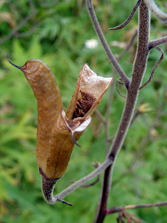 Image of Aconitum ambiguum specimen.