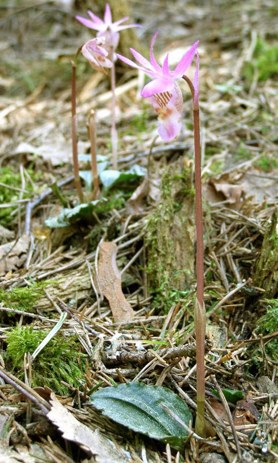 Изображение особи Calypso bulbosa.