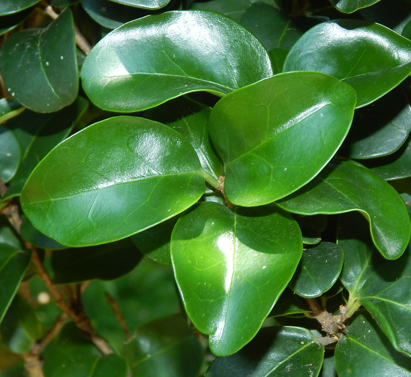 Image of Ligustrum japonicum specimen.