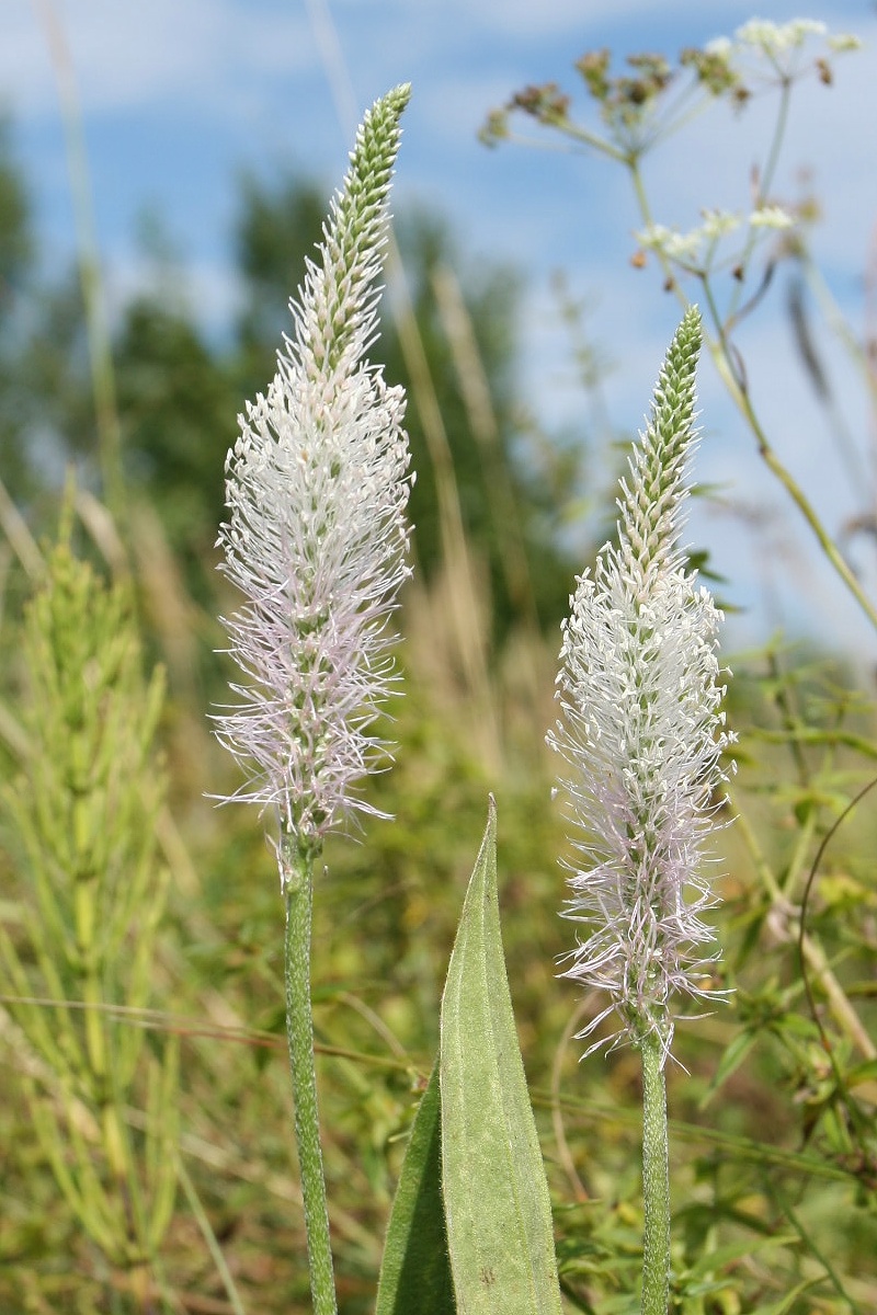 Изображение особи Plantago urvillei.