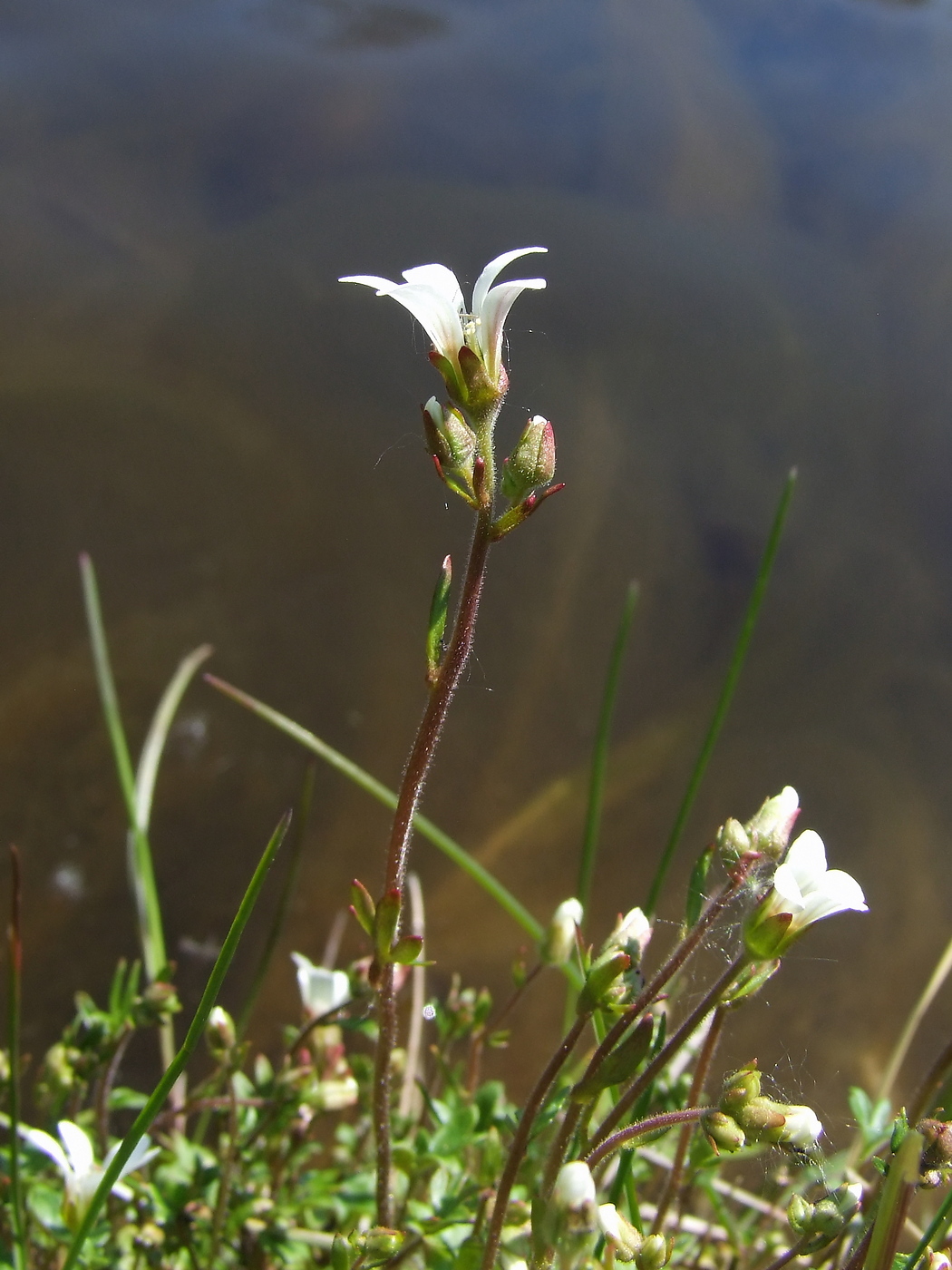 Image of Saxifraga radiata specimen.