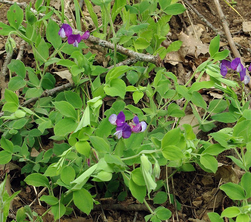 Image of Lathyrus laxiflorus specimen.