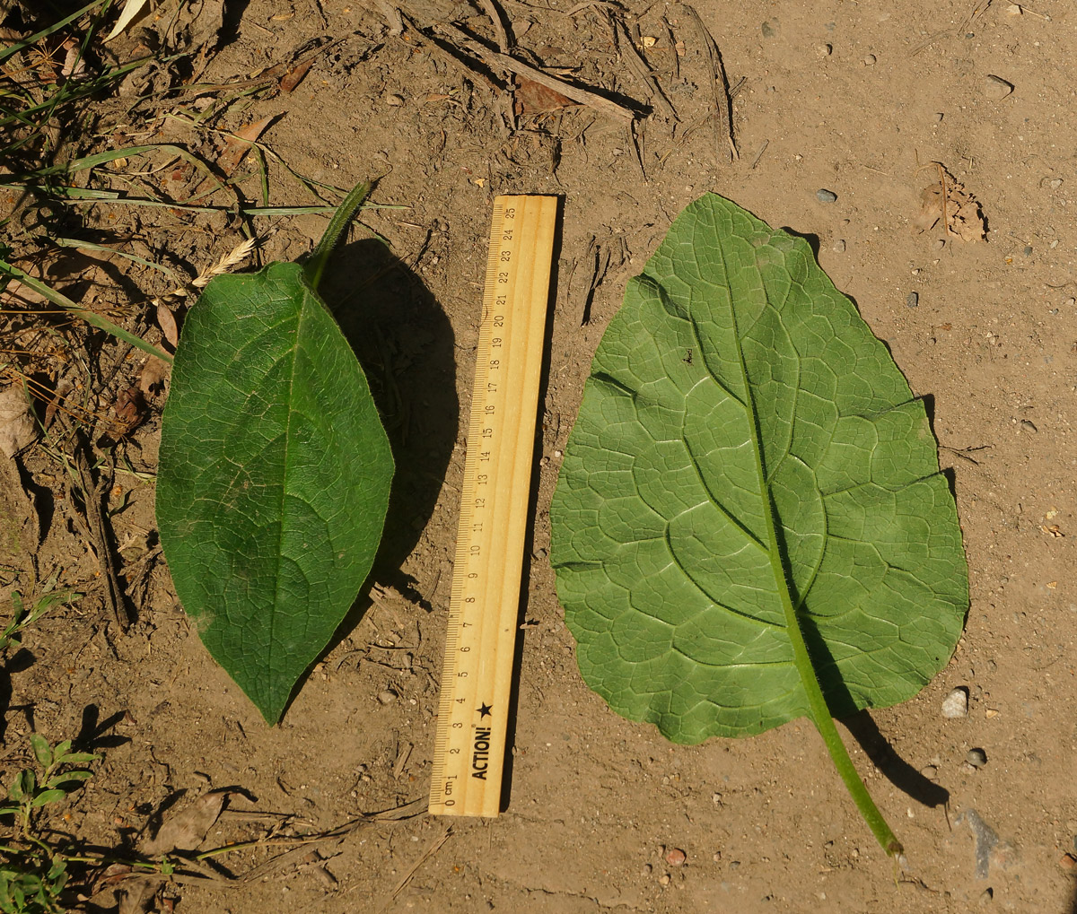 Image of Symphytum asperum specimen.