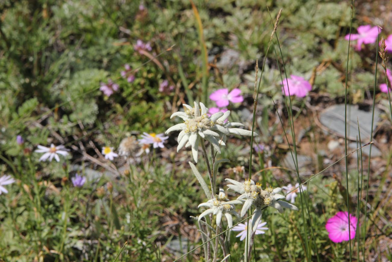 Image of genus Leontopodium specimen.