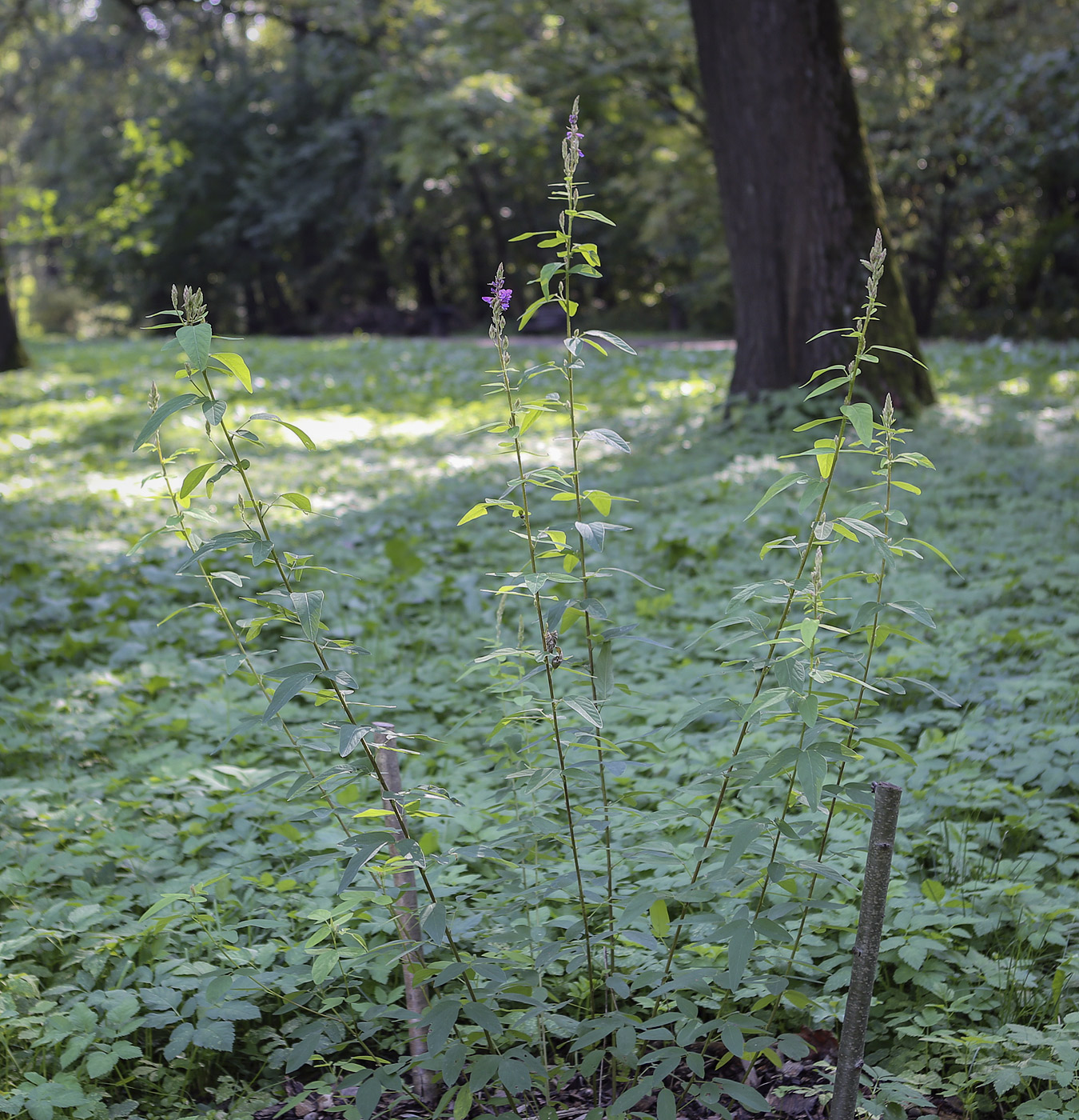 Изображение особи Desmodium canadense.