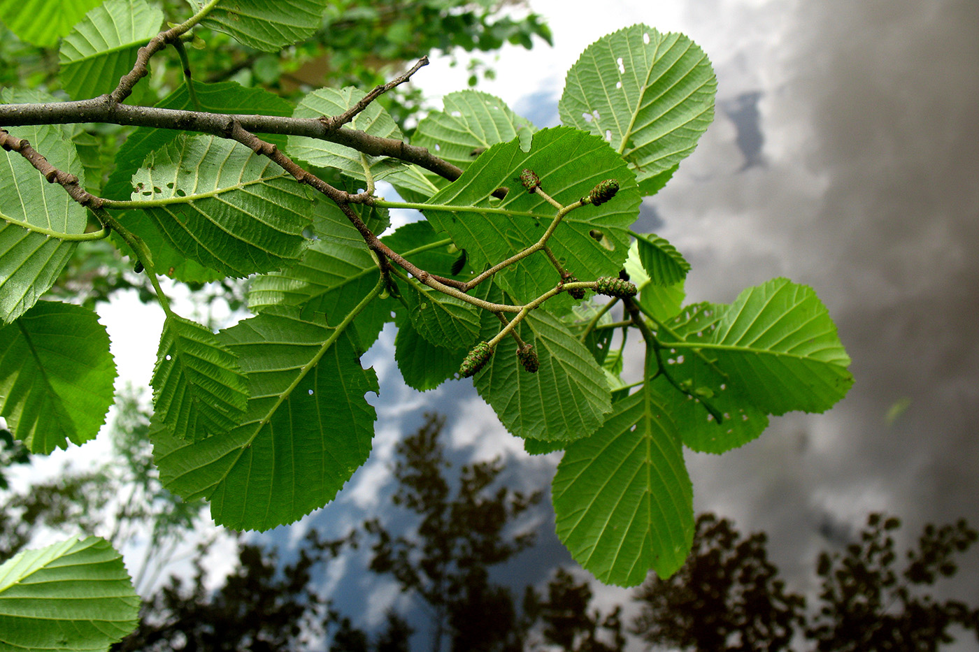 Image of Alnus glutinosa specimen.