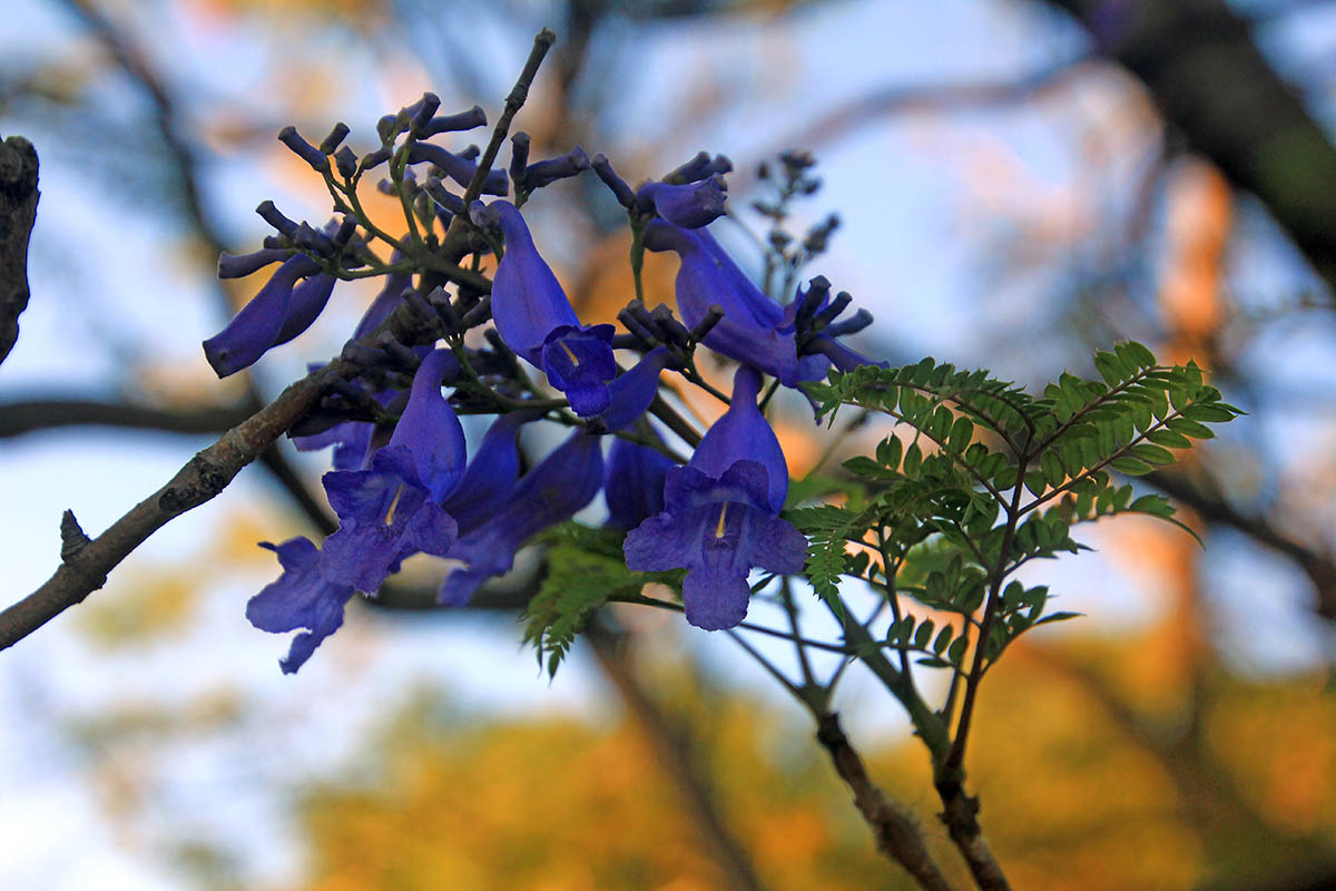 Изображение особи род Jacaranda.