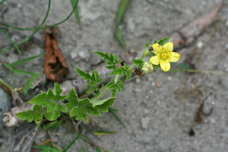 Image of Citrullus lanatus specimen.