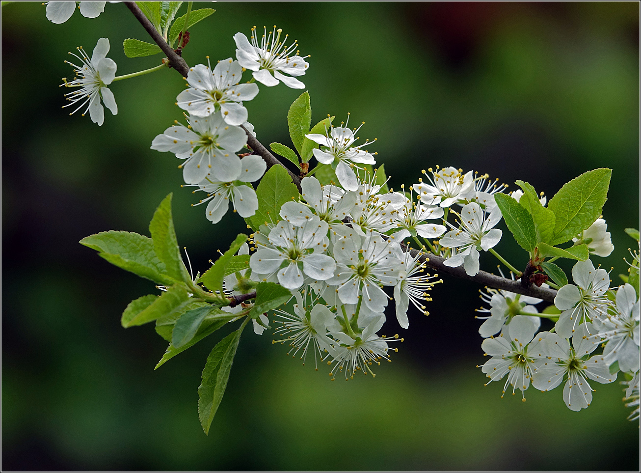 Image of Prunus spinosa specimen.