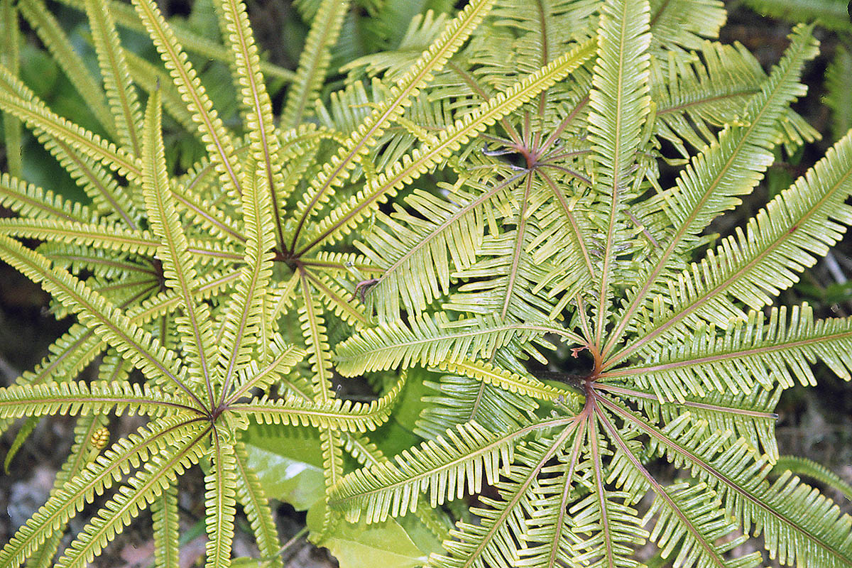 Image of genus Matonia specimen.