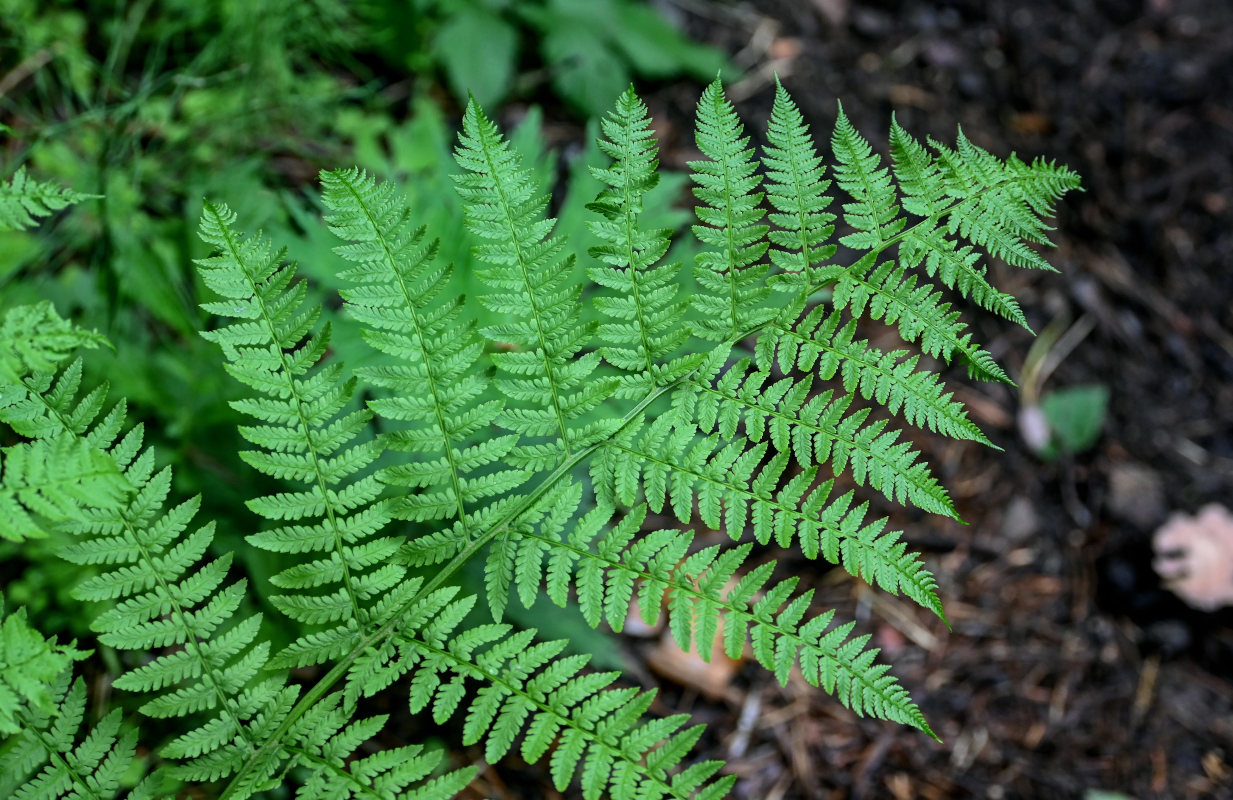 Изображение особи Athyrium filix-femina.