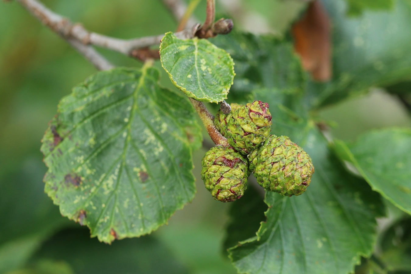 Image of Alnus kolaensis specimen.